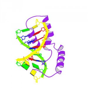 PBB_Protein_SRY_image